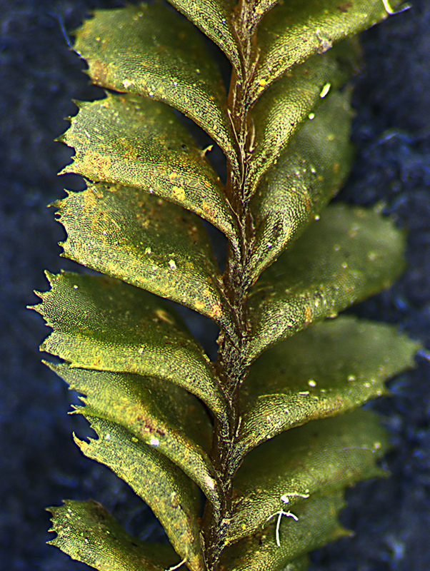 https://www.nzplants.auckland.ac.nz/en/about/liverworts/some-leafy-liverworts/Plagiochilaceae/Plagiochila-deltoidea.html